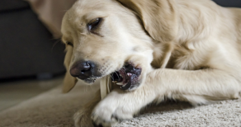 sănătatea dentară a câinelui