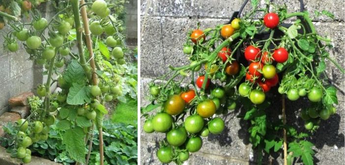 Cum să crești roșii suculente în containere: de la însămânțare până la plantare