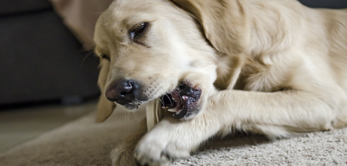 sănătatea dentară a câinelui