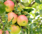 10 pomi fructiferi pe care îi poți planta în grădina ta