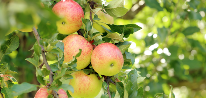 10 pomi fructiferi pe care îi poți planta în grădina ta