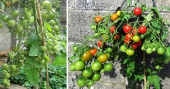 Cum să crești roșii suculente în containere: de la însămânțare până la plantare